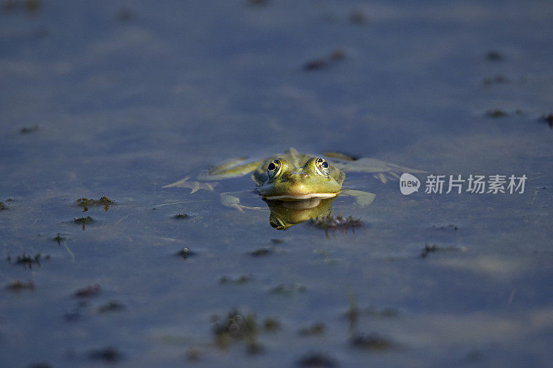 罗马尼亚多瑙河三角洲沼泽蛙(Pelophylax ridibundus)